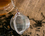 Infuser - ball