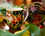 Camio-Becher - Georgius Johannes van Os, Barockblumen (CARMANI)