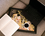 Podstawka pod laptopa - G. Klimt, Kolaż (CARMANI)